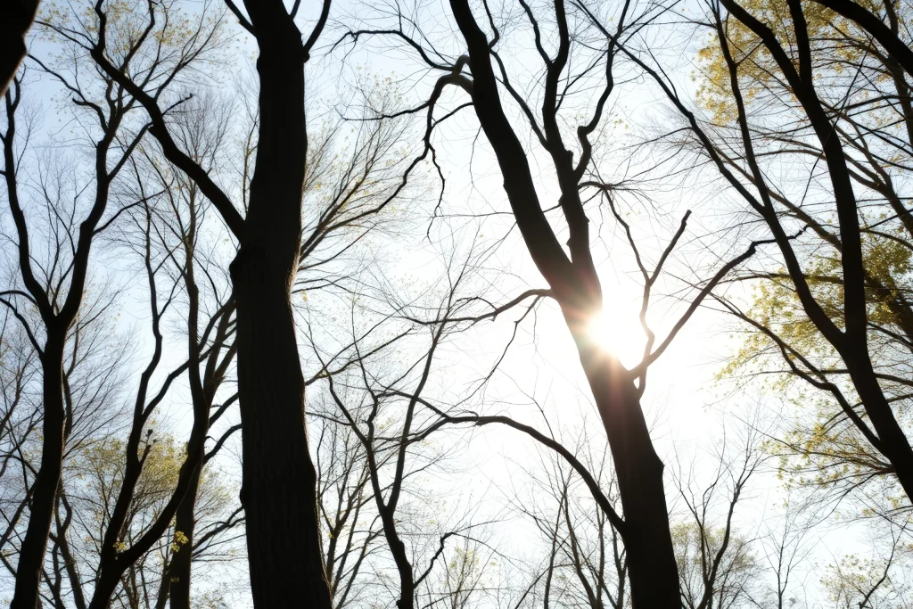 Sun Shining Through the Trees