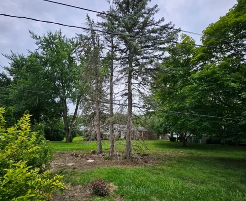 brush removal services