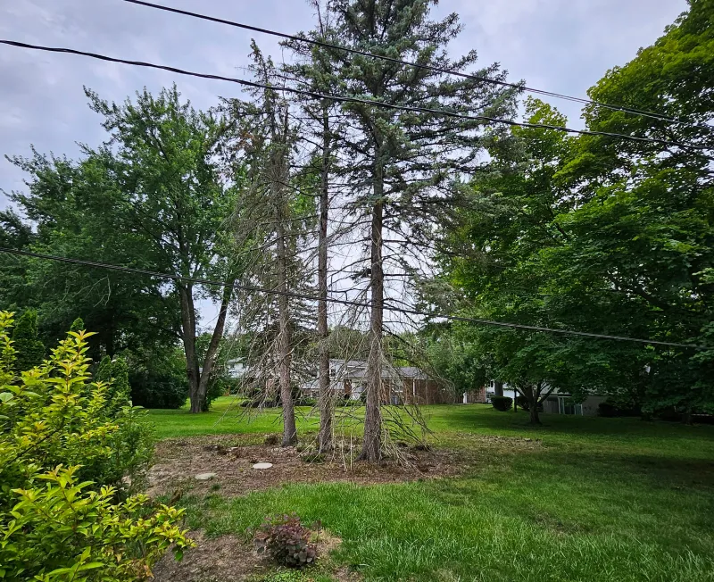 brush removal services