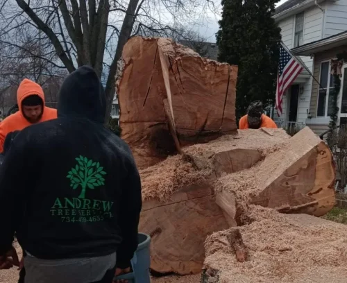 stump grinding services