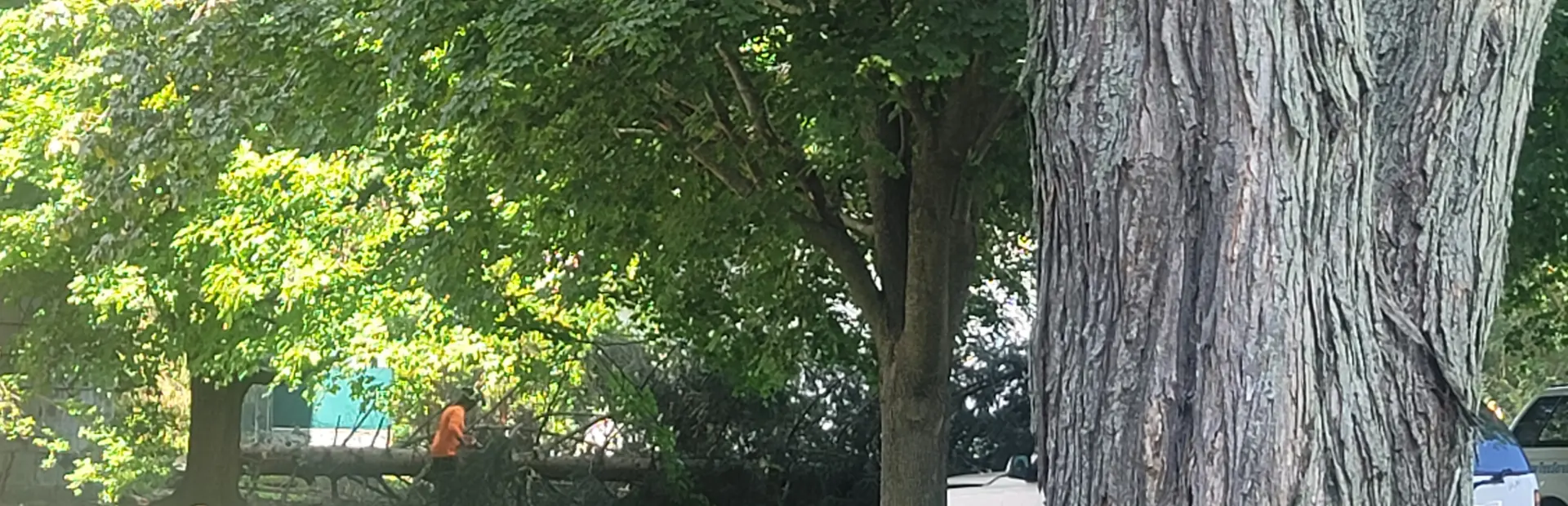 tree health services breadcrumb