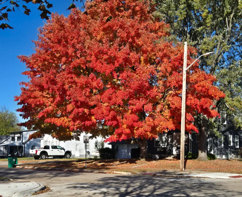 tree health services