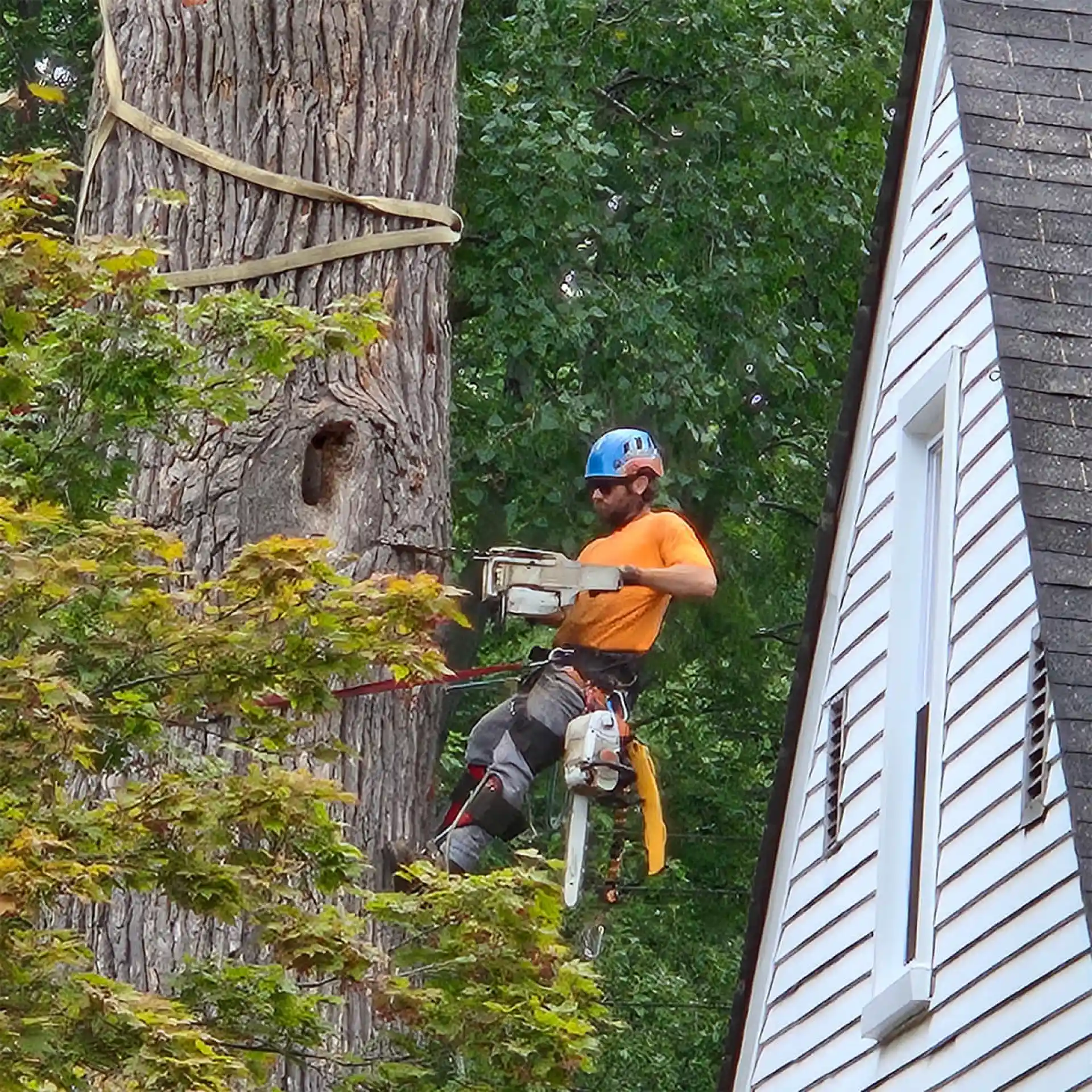 tree removal service with andrew tree service garden city mi