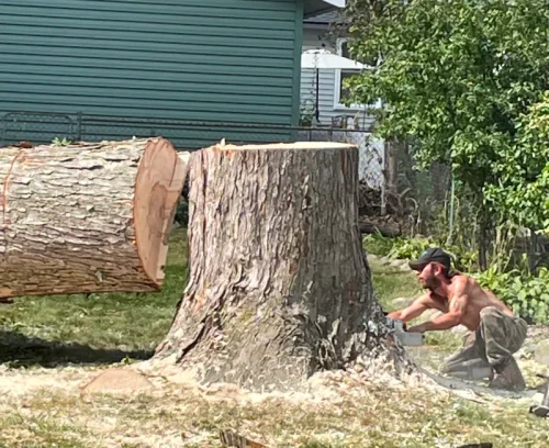 tree removal services