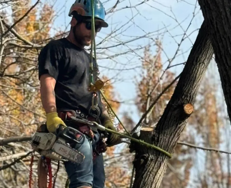 tree trimming services